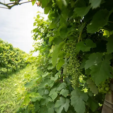 Alojamento de Acomodação e Pequeno-almoço Regina Nel Cuore Del Veneto 3*